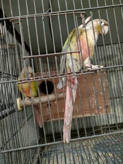 Bird Pine apple canoure breeder pair 16000 03217242445