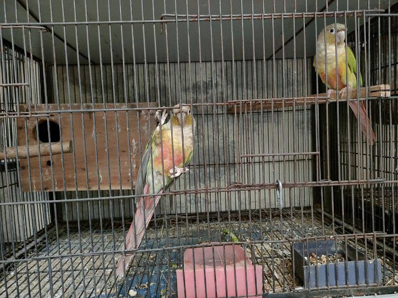 Bird Pine apple canoure breeder pair 16000 03217242445 2