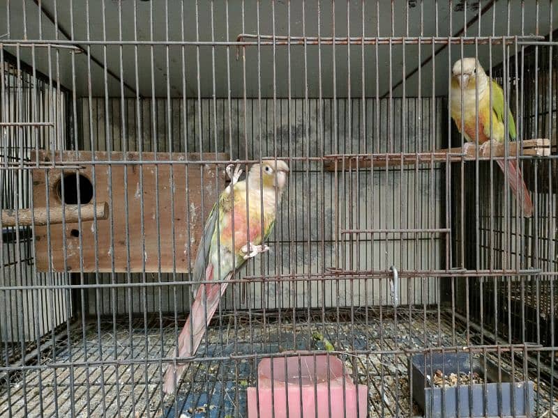 Bird Pine apple canoure breeder pair 16000 03217242445 3