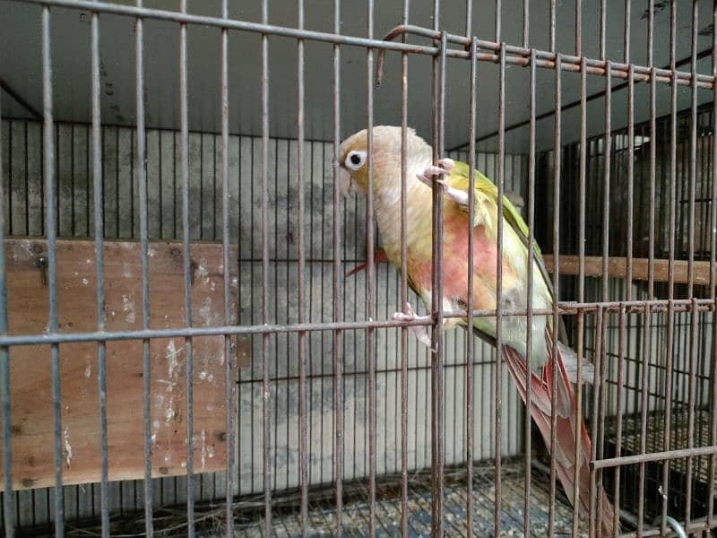 Bird Pine apple canoure breeder pair 16000 03217242445 4