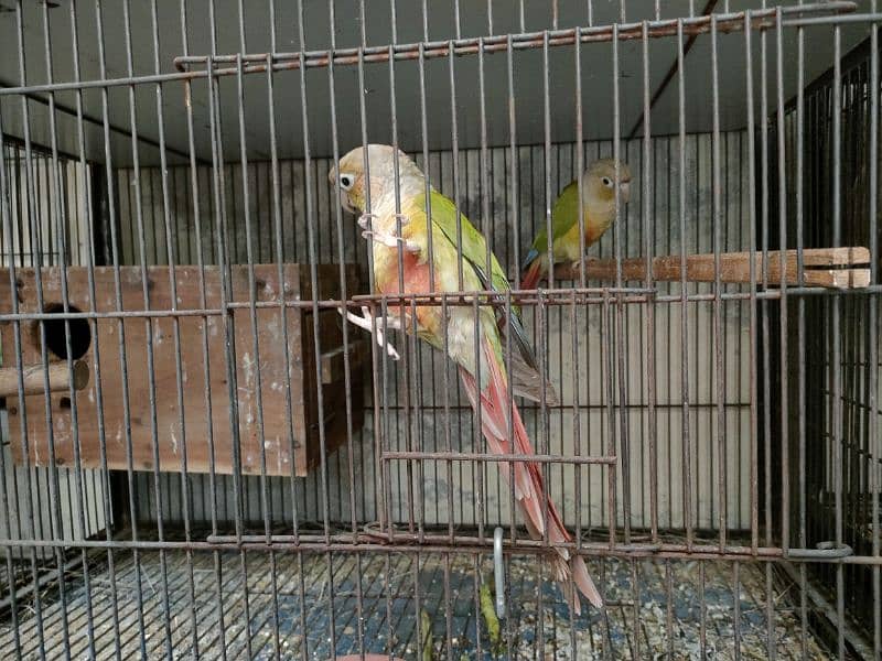 Bird Pine apple canoure breeder pair 16000 03217242445 5