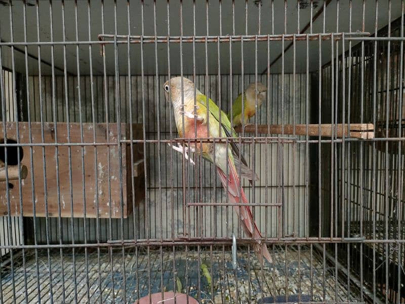 Bird Pine apple canoure breeder pair 16000 03217242445 6