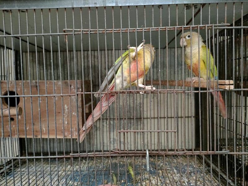 Bird Pine apple canoure breeder pair 16000 03217242445 7