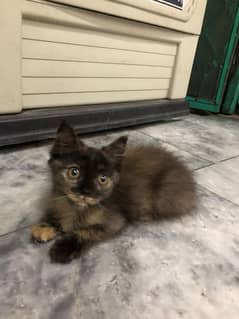 Persian Male Cat kitten for sale