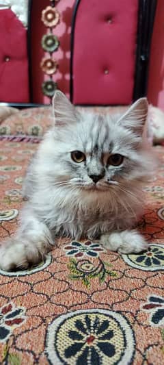 Persian Male Kitten for Sale Urgent