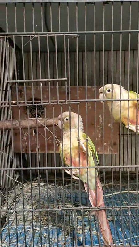 Bird Pine apple canoure breeder pair 16000 03217242445 9