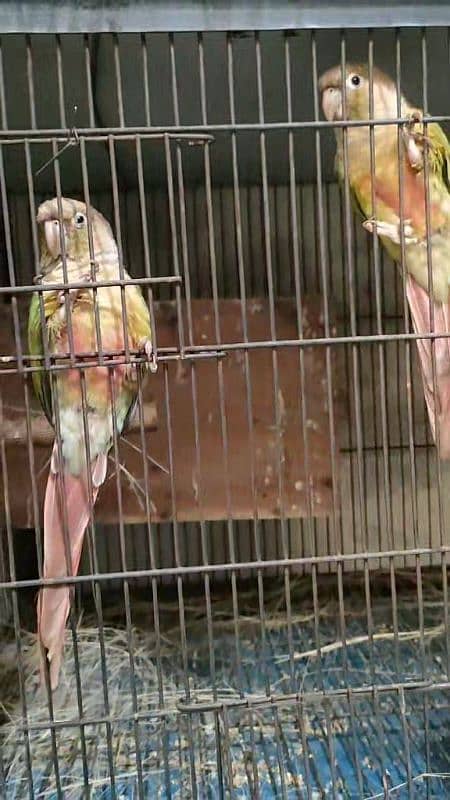 Bird Pine apple canoure breeder pair 16000 03217242445 10