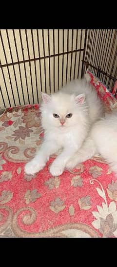 pareshan cat for sale WhatsApp number 03262308607