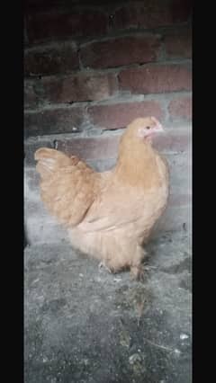 golden buff hen (Female)