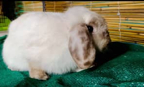 fancy all breed rabbits available different country bread