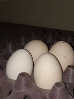 aseel hen eggs per egg 150rs