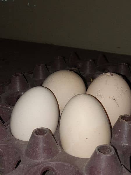 aseel hen eggs per egg 150rs 0