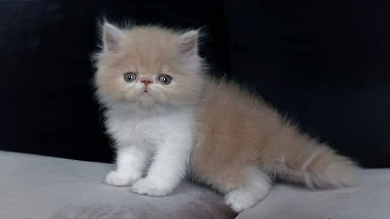 Persian High Quality Kittens 0