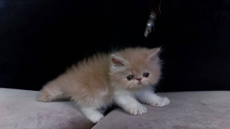 Persian High Quality Kittens 1