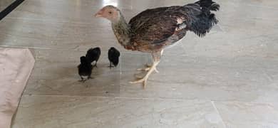 ASEEL&MUSHKA CHICKS SETUP FOR URGENT SALE(ALL BREEDS) 0