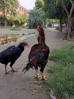 Pakistani pair