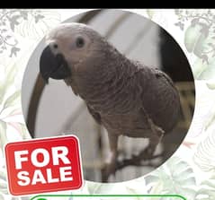 Charming African Grey Parrot Your New Feathered Friend