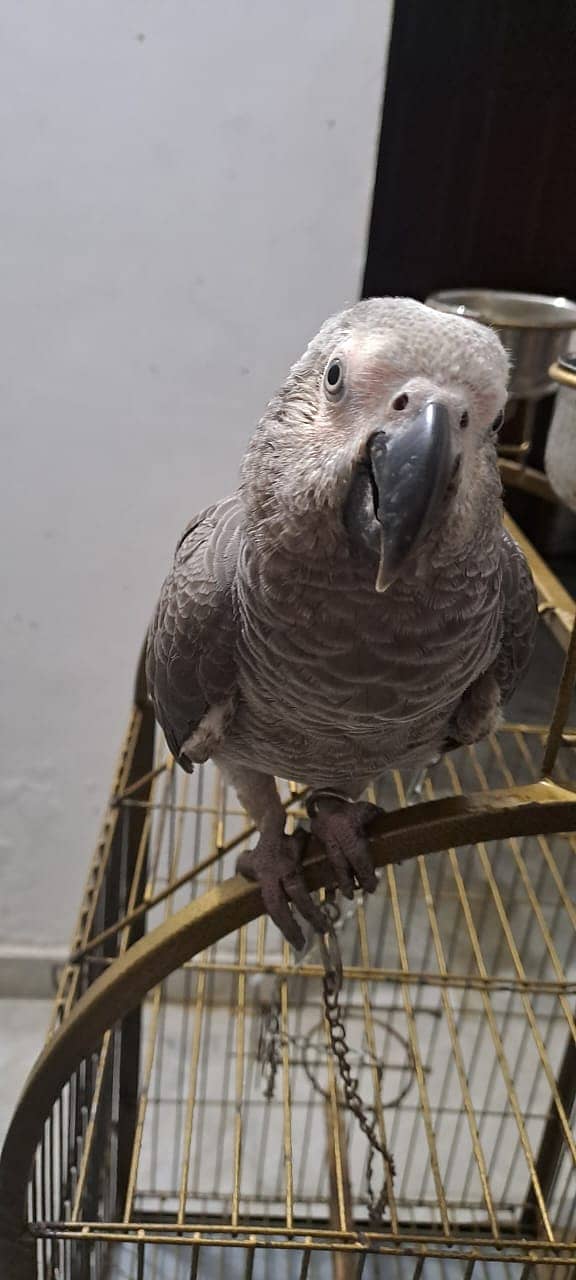 Charming African Grey Parrot Your New Feathered Friend 1