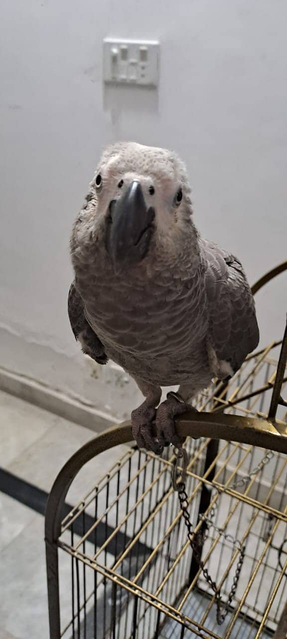 Charming African Grey Parrot Your New Feathered Friend 2