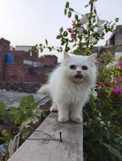 persian female kitten