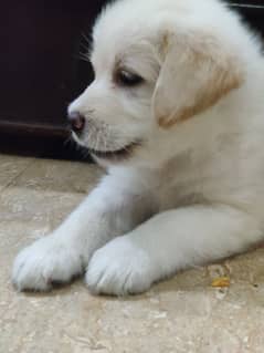 American Labrador pupies