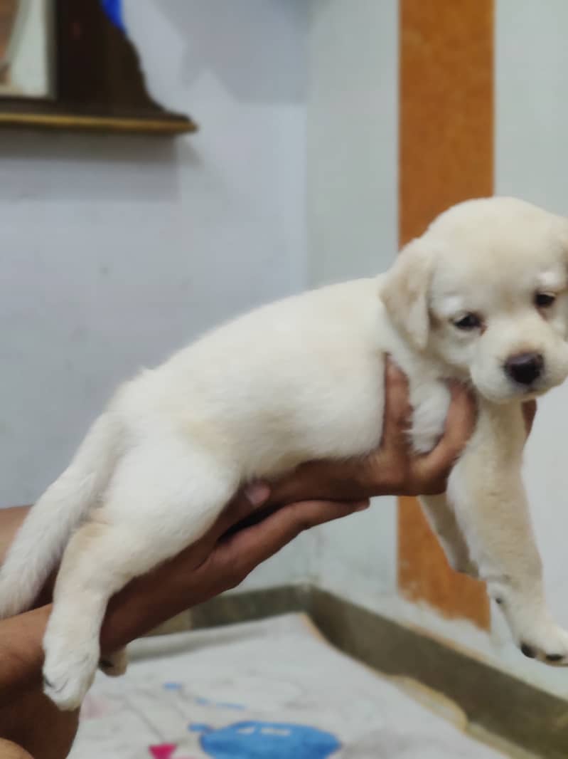 American Labrador pupies 1