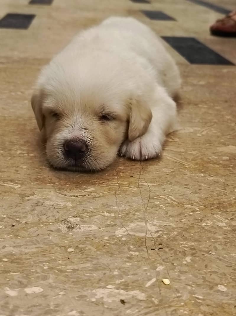 American Labrador pupies 2