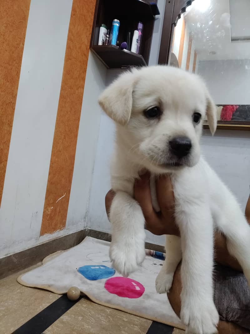 American Labrador pupies 3