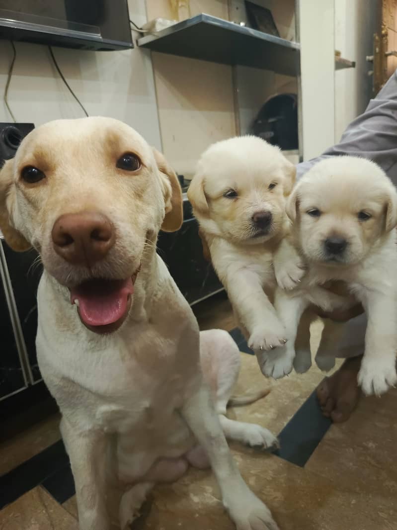 American Labrador pupies 6