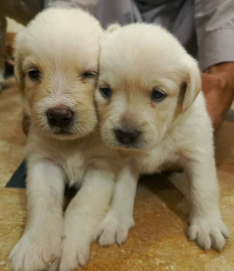 American Labrador pupies 8