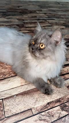 Persian Cats