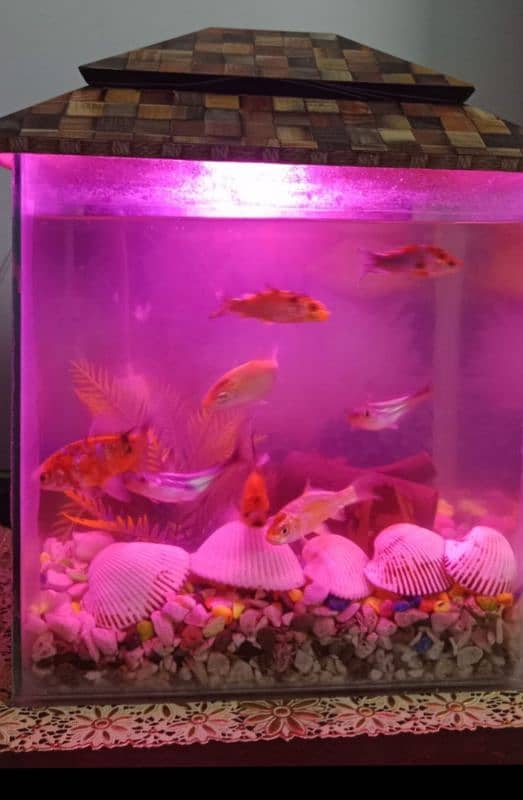 Fish Aquarium 0