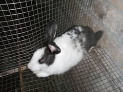 Desi Rabbits for sale, contact on WhatsApp