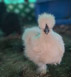 Silkie Eggs Available