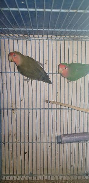 love birds and creamino breeding pairs 3