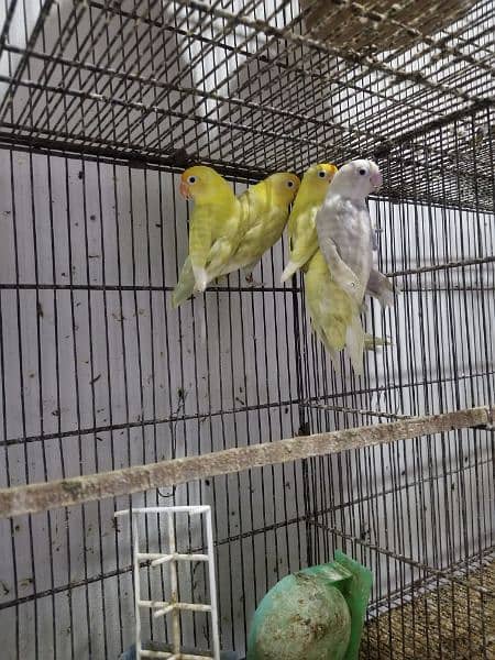 love birds and creamino breeding pairs 5