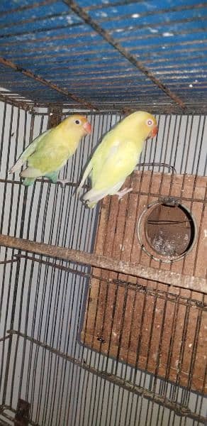 love birds and creamino breeding pairs 7