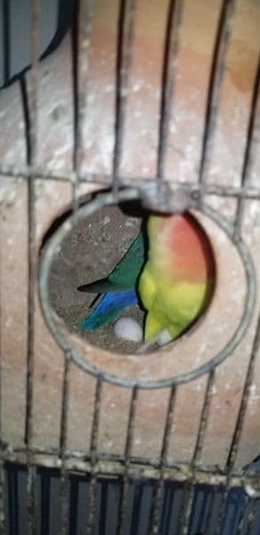 love birds and creamino breeding pairs 8