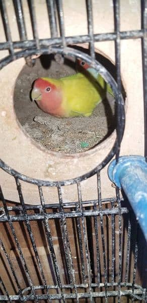 love birds and creamino breeding pairs 9