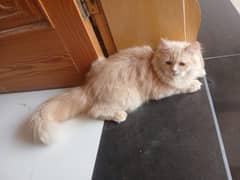 persian cat