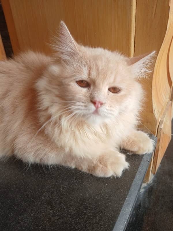 persian cat 2