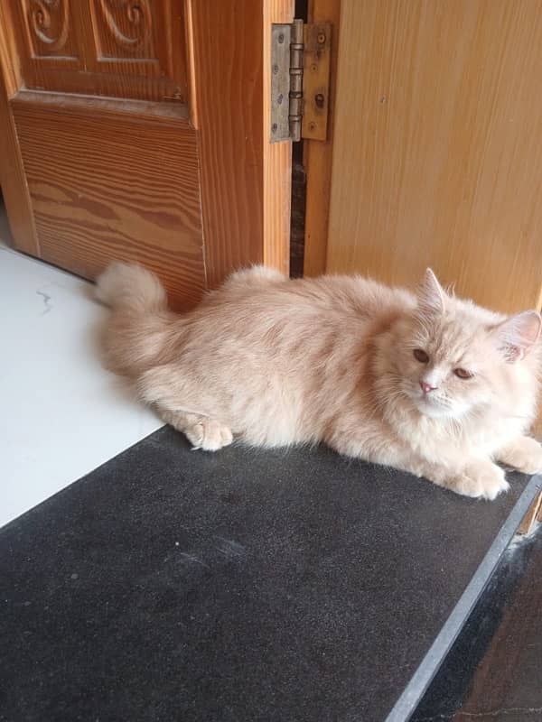 persian cat 3