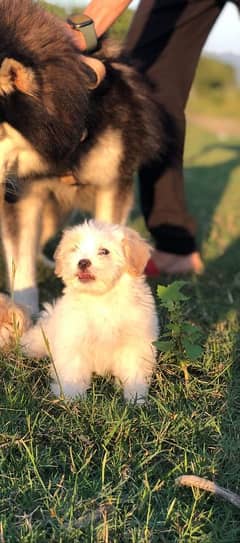 White Puppy Shitzu 45 Days Age