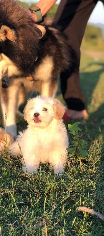 White Puppy Shitzu 45 Days Age 0