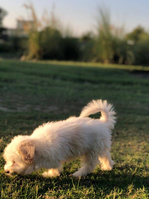 White Puppy Shitzu 45 Days Age 1