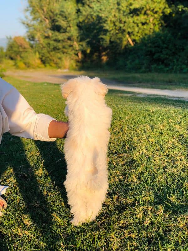 White Puppy Shitzu 45 Days Age 2