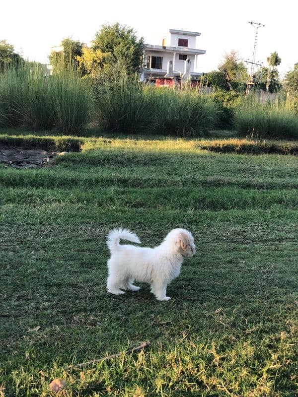 White Puppy Shitzu 45 Days Age 3