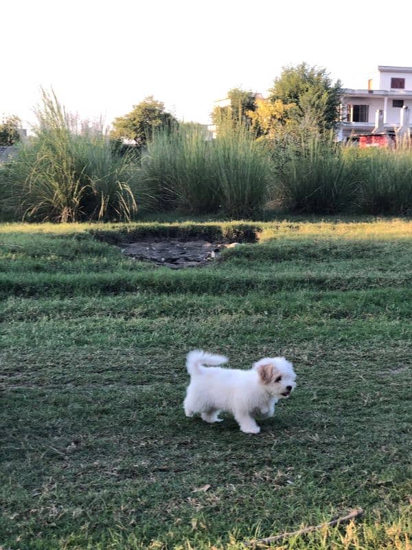 White Puppy Shitzu 45 Days Age 4