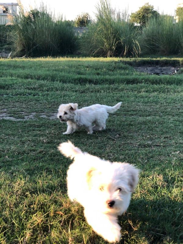 White Puppy Shitzu 45 Days Age 5