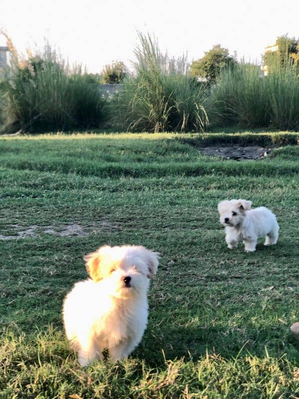 White Puppy Shitzu 45 Days Age 6